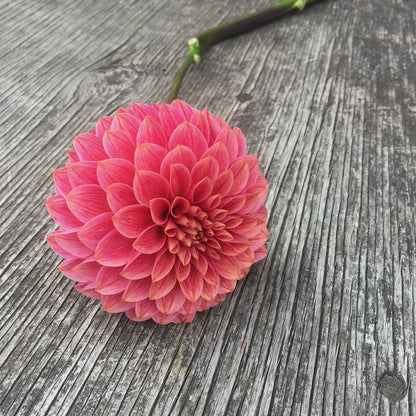 Dahlia KA's® Rosie Jo