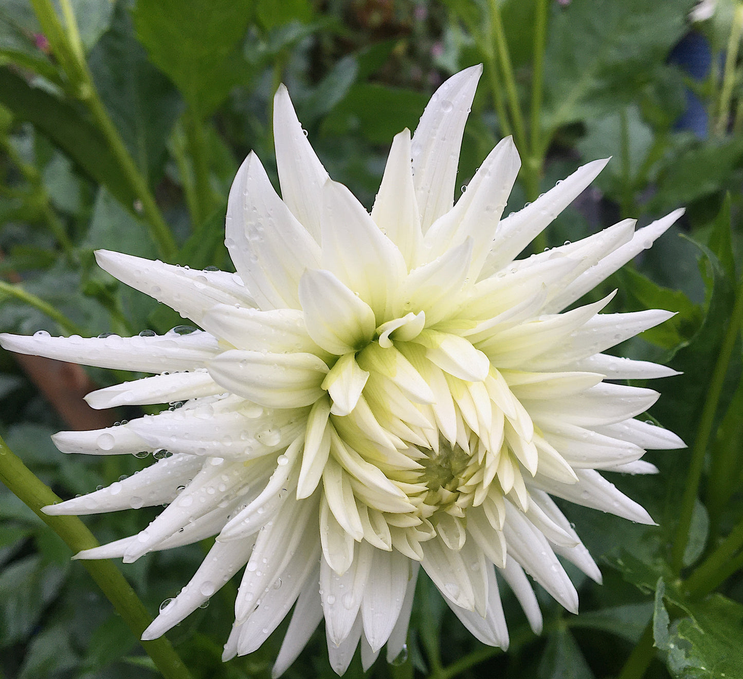 Dahlia Karras 150