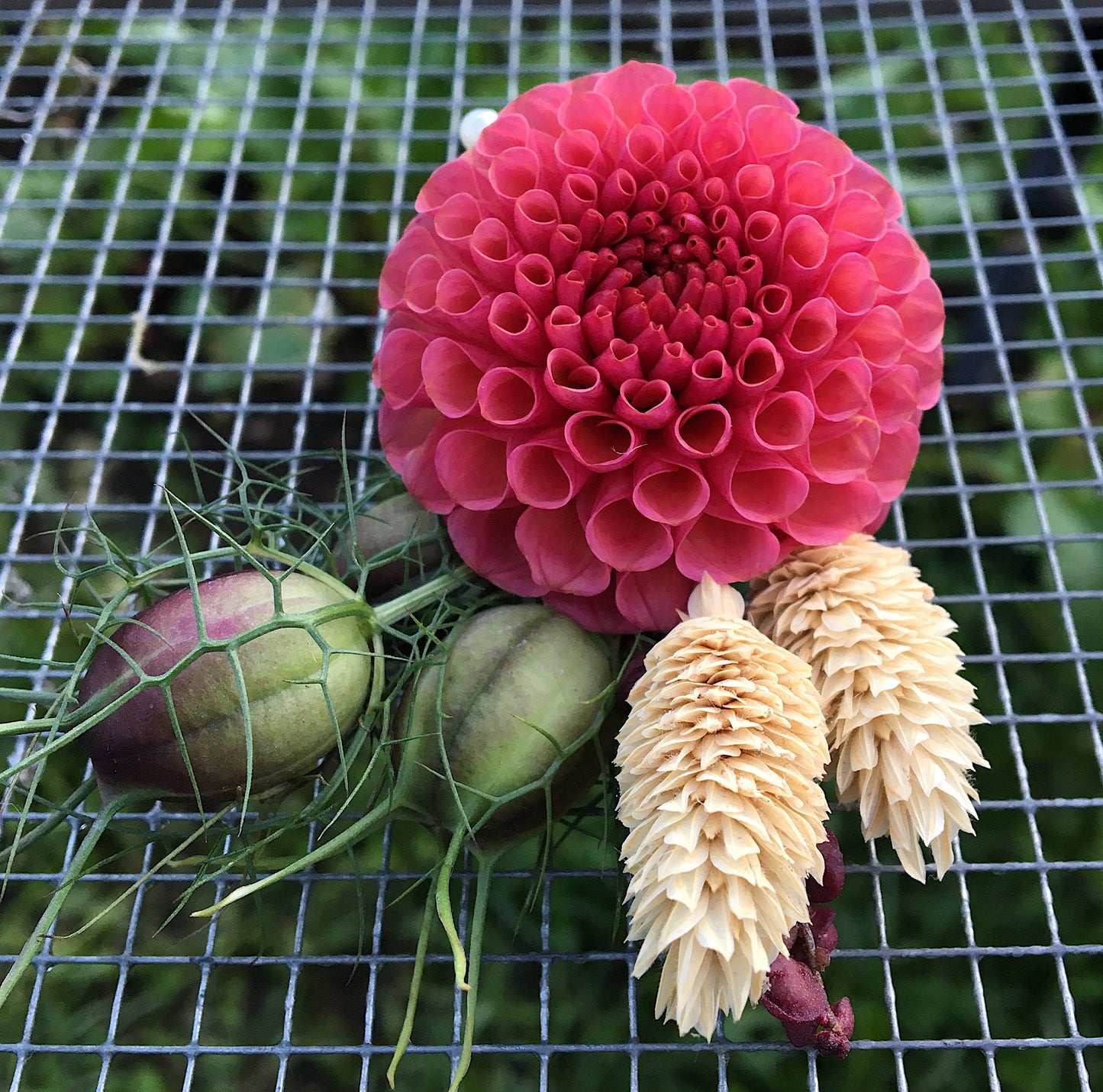 Dahlia KoKo Puff