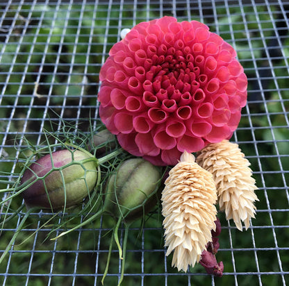 Dahlia KoKo Puff