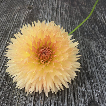 Dahlia Lakeview Peach Fuzz