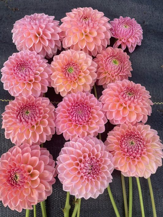 Dahlia Lindas Bébé