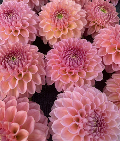 Dahlia Lindas Bébé