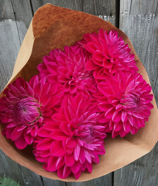 Dahlia Magenta NOID