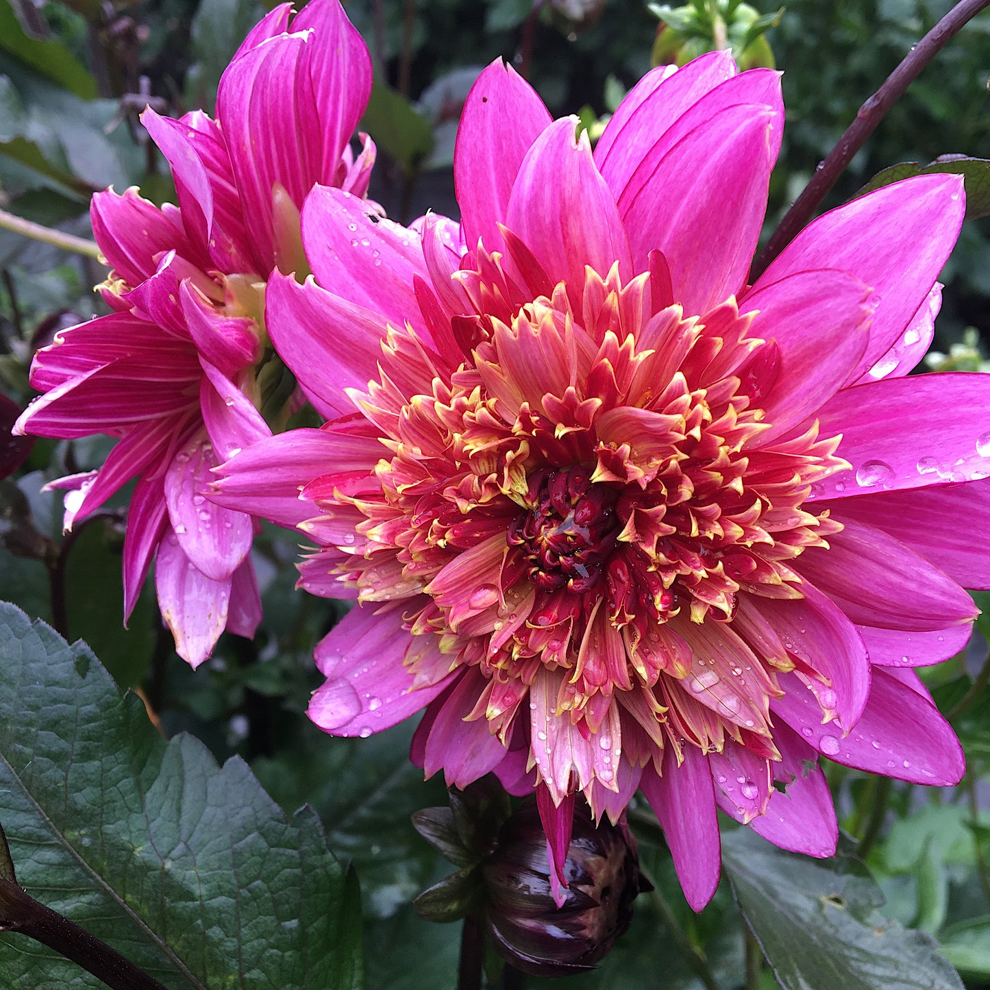 Dahlia Mambo