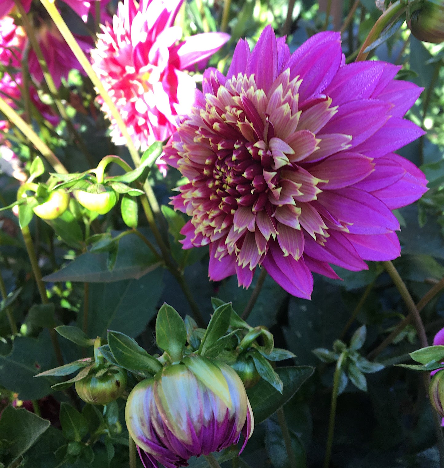 Dahlia Mambo