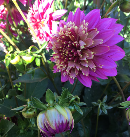 Dahlia Mambo