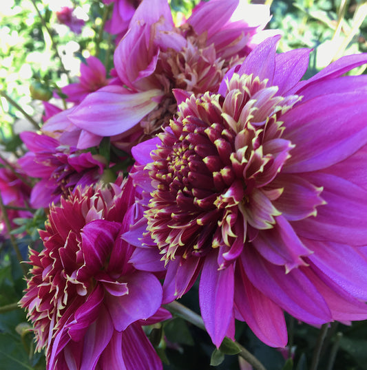 Dahlia Mambo