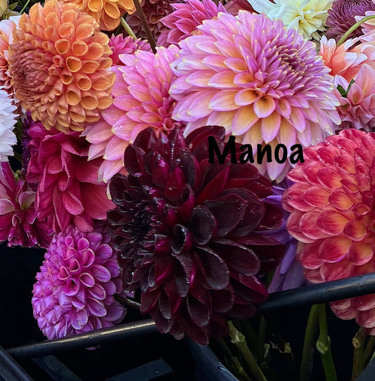 Dahlia Manoa