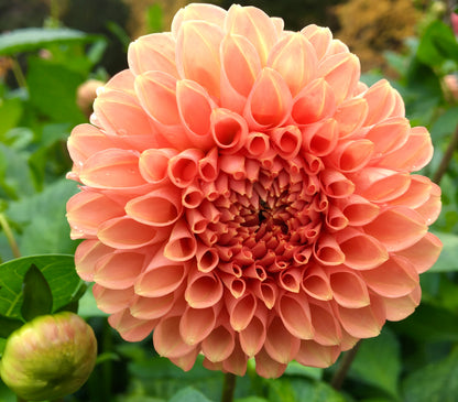 Dahlia Parkland Tribute