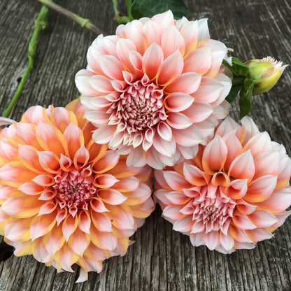 Dahlia pêches et crème