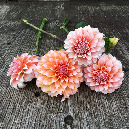 Dahlia pêches et crème