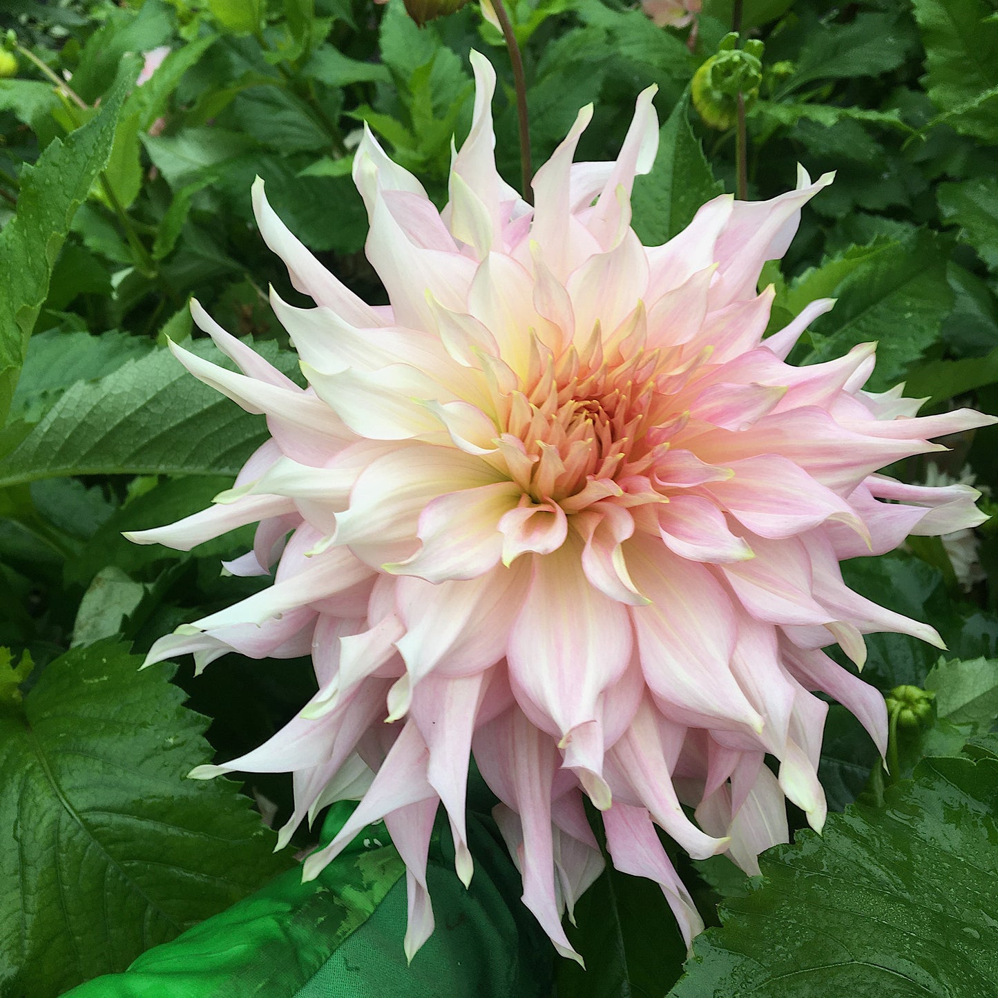 Dahlia Penhill Watermelon