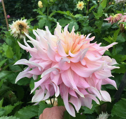 Dahlia Penhill Watermelon