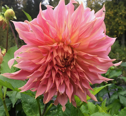 Dahlia Penhill Watermelon