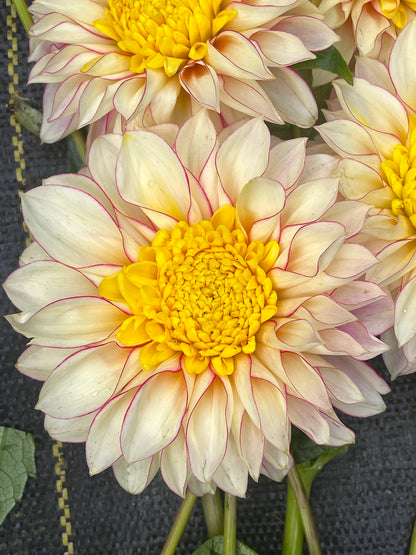 Dahlia Polka
