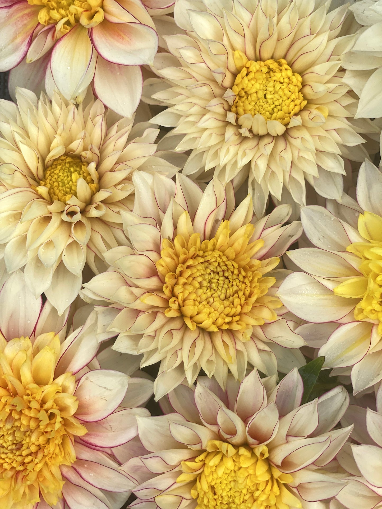 Dahlia Polka