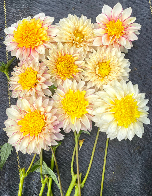 Dahlia Polka