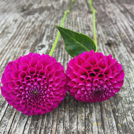 Dahlia Rocco