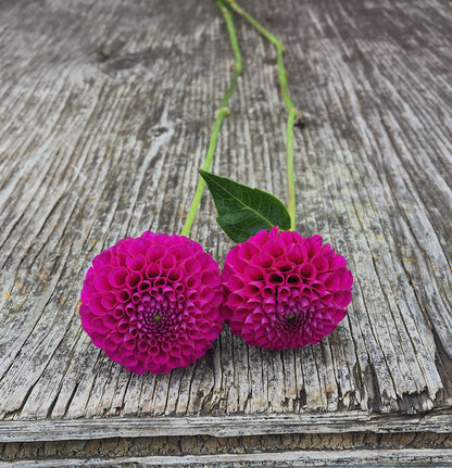 Dahlia Rocco