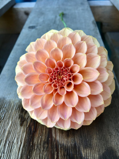Dahlia Rock Run Ashley