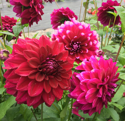 Dahlia Rothsay Fêtarde