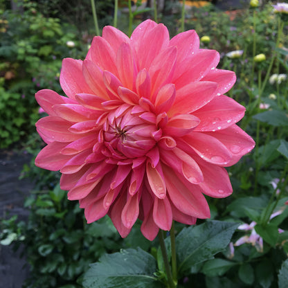 Dahlia Scaur Swinton