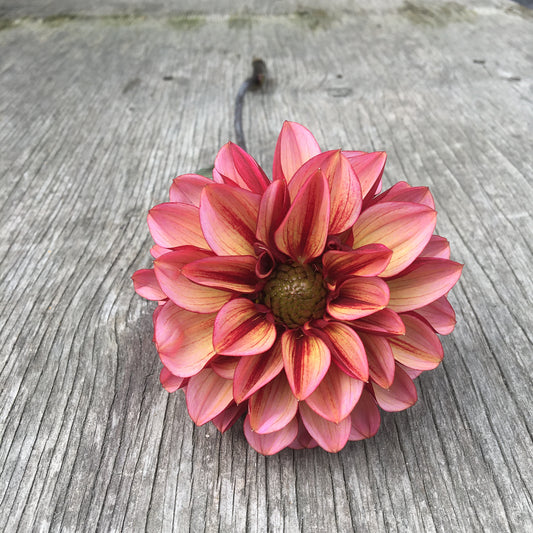 Dahlia Seniors Espoir