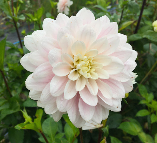 Dahlia Silver Years