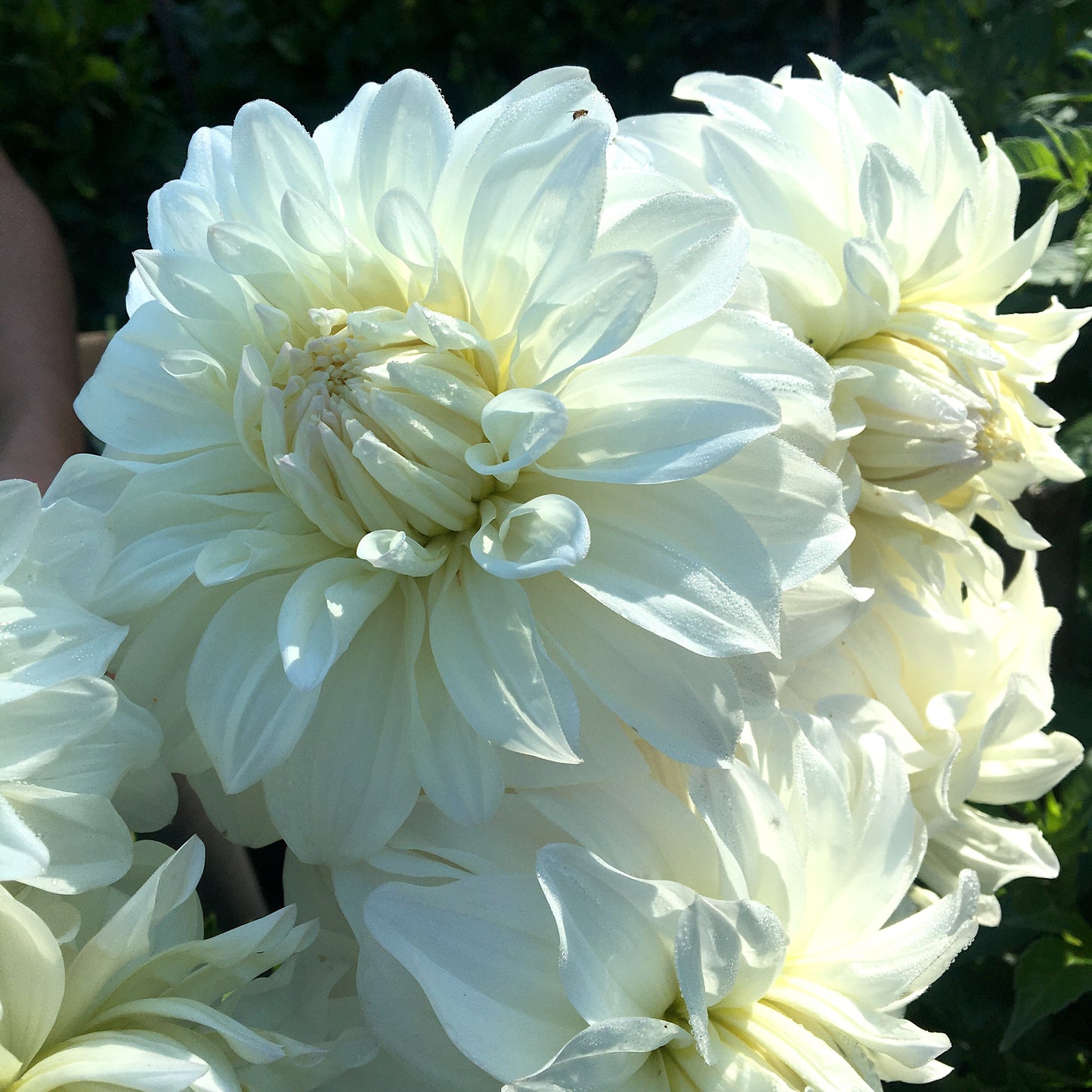 Dahlia Sterling Silver