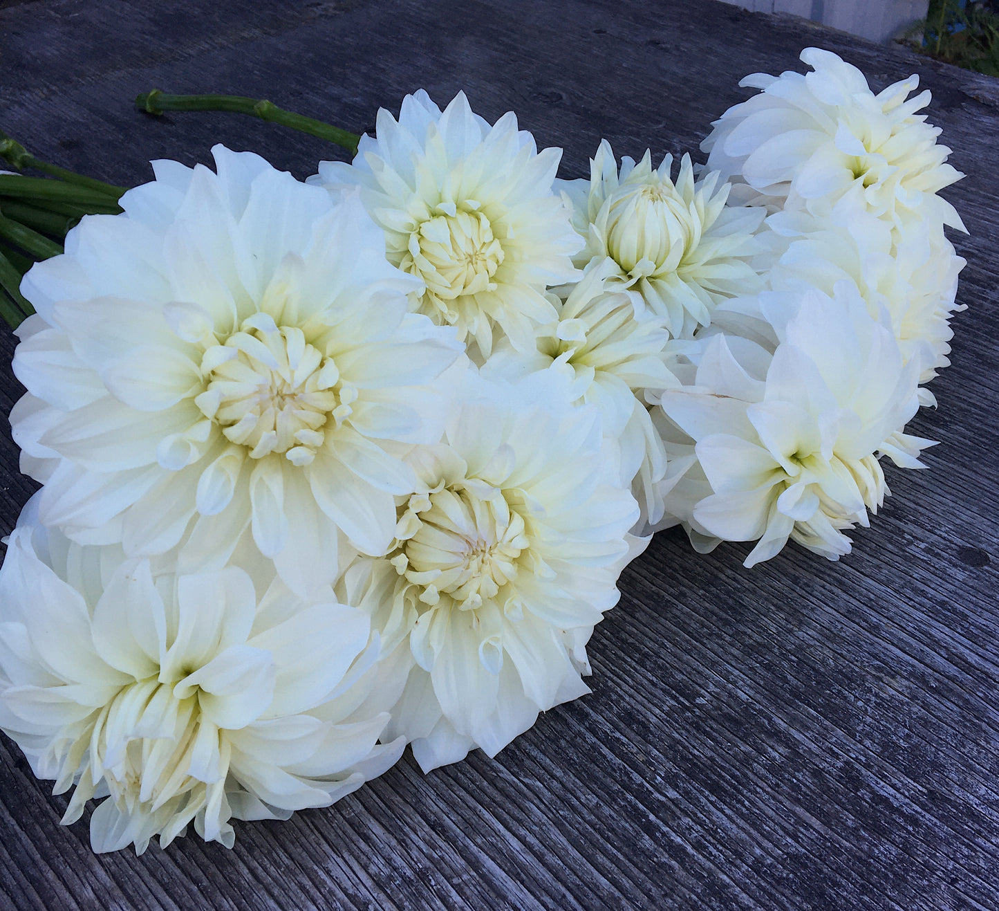 Dahlia Sterling Silver