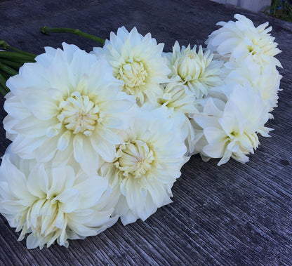 Dahlia Sterling Silver