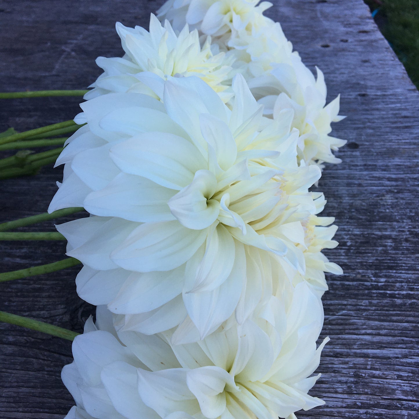 Dahlia Sterling Silver