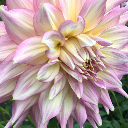 Dahlia Strawberry Ice