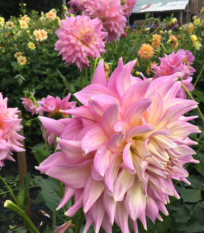 Dahlia Strawberry Ice