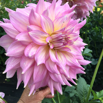 Dahlia Strawberry Ice