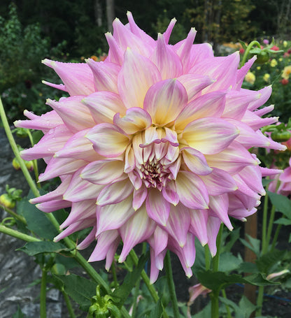 Dahlia Strawberry Ice