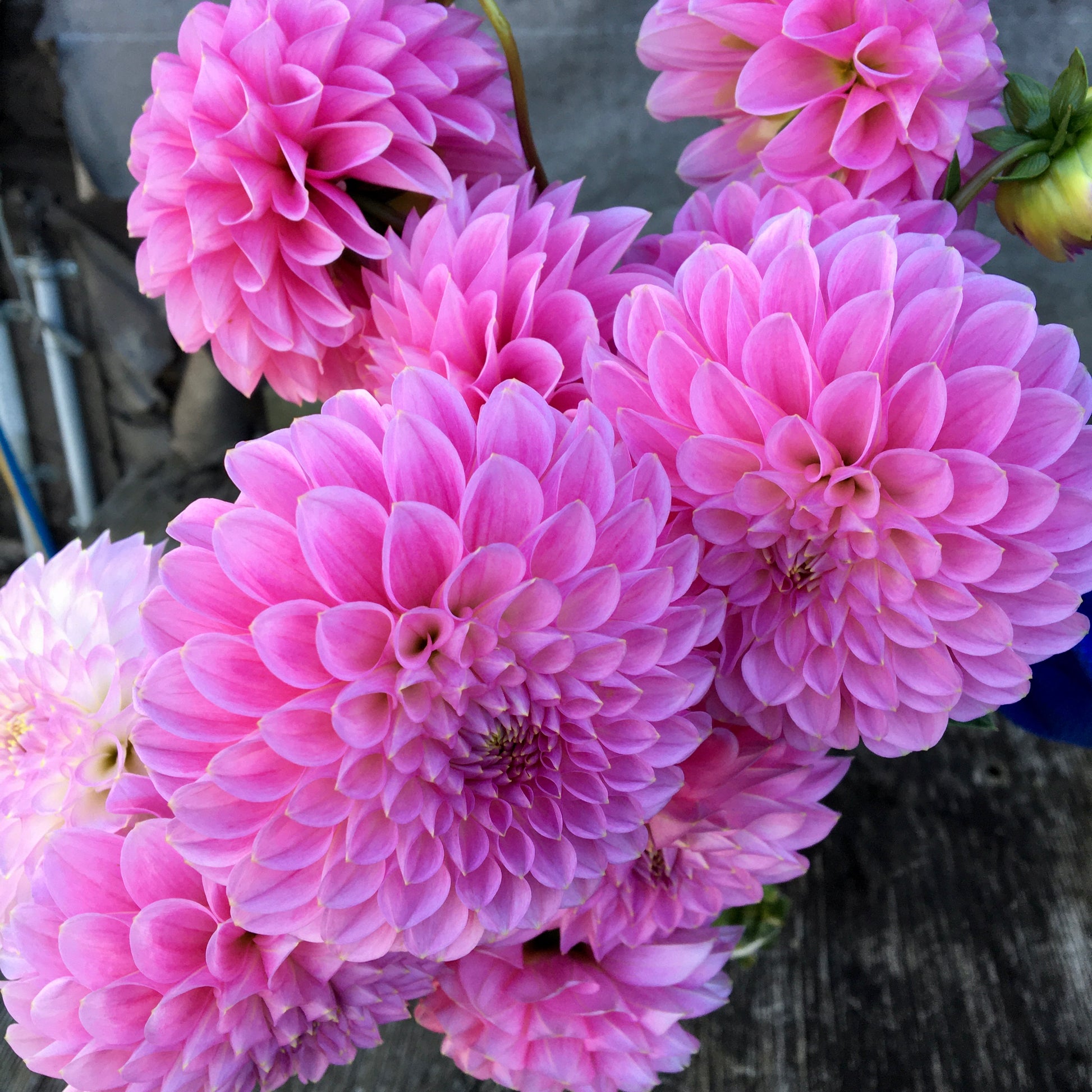 Dahlia Sweet Fabienne......I think! – Bird Tree Urban Farm