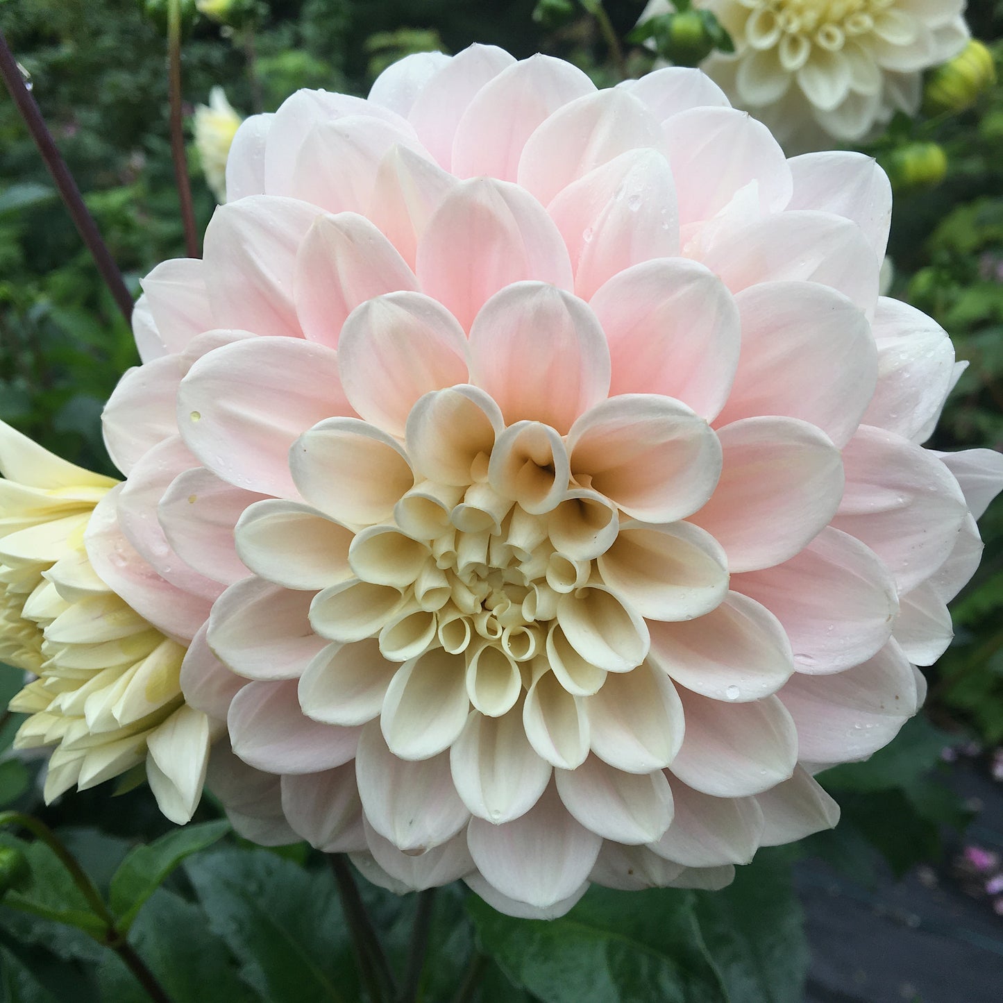Dahlia Sweet Nathalie