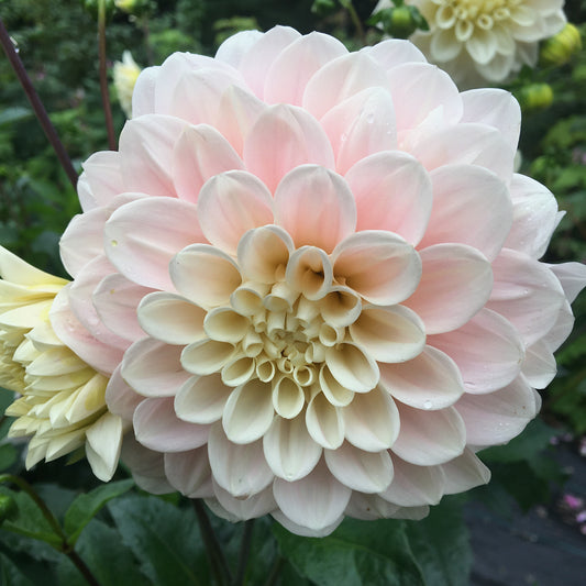 Dahlia Sweet Nathalie