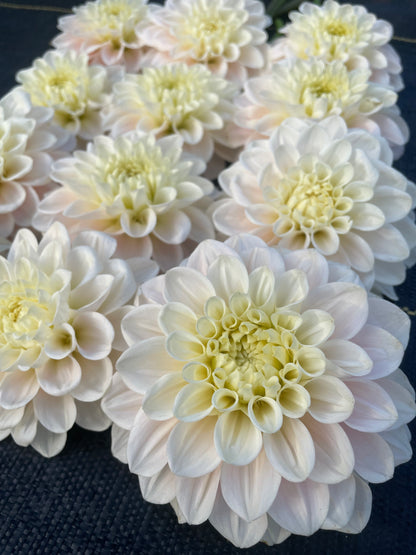 Dahlia Sweet Nathalie