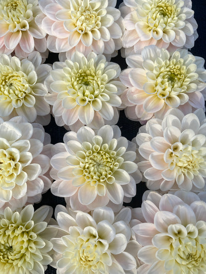 Dahlia Sweet Nathalie