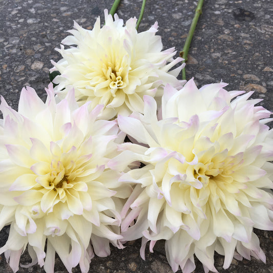 Dahlia Tahoma au début de l'aube