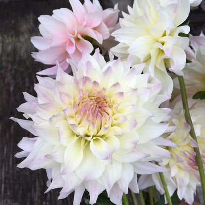 Dahlia Tahoma au début de l'aube