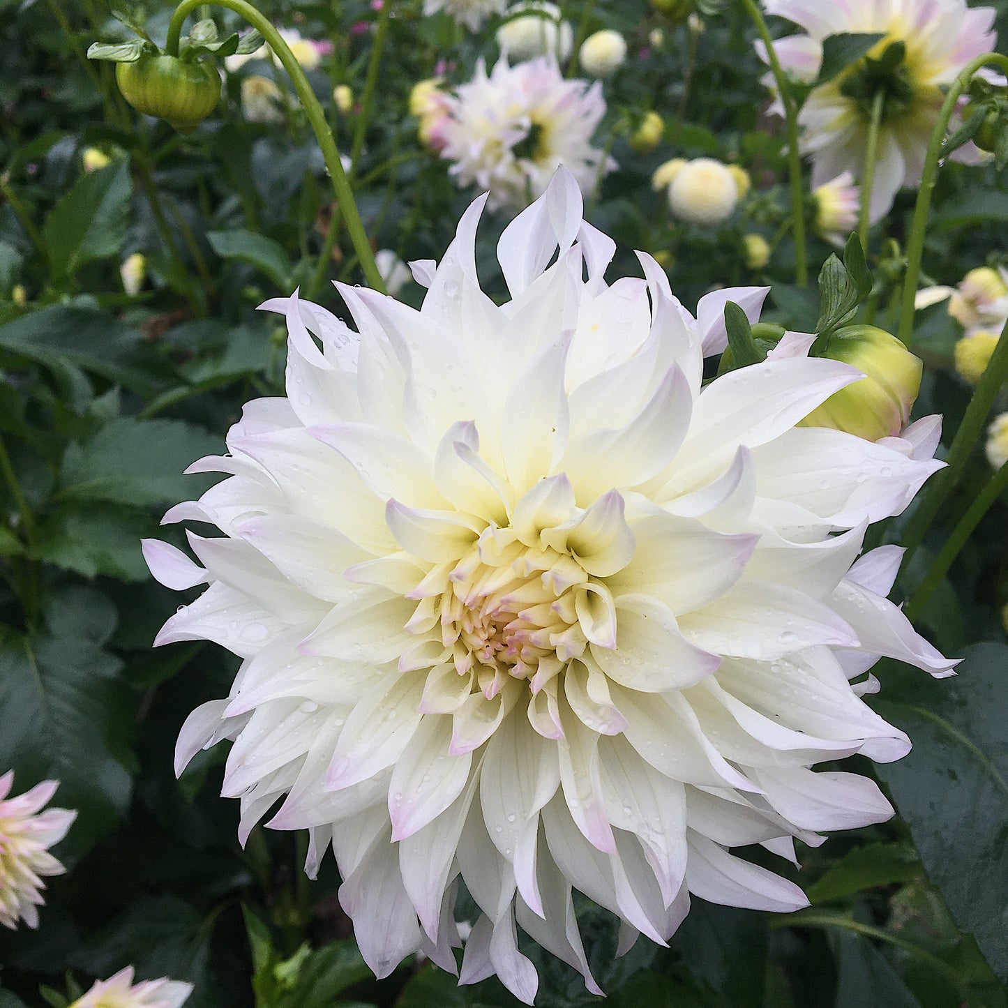 Dahlia Tahoma au début de l'aube