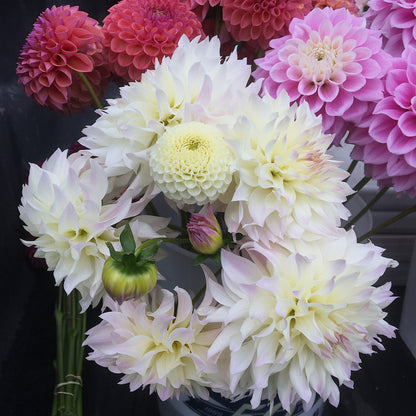 Dahlia Tahoma au début de l'aube