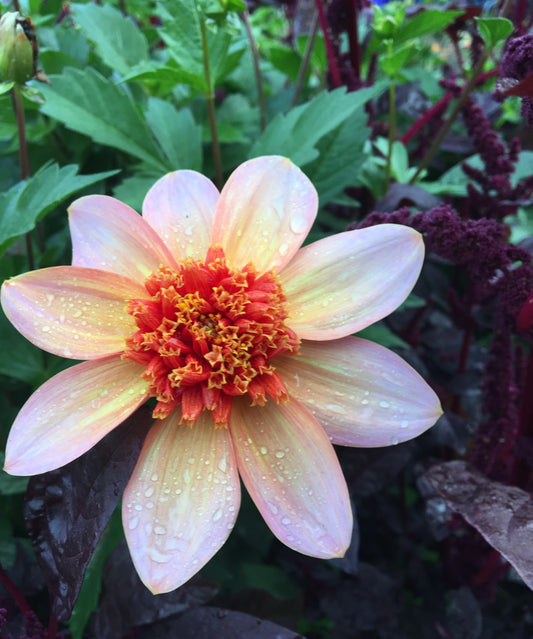 Dahlia totalement mandarine