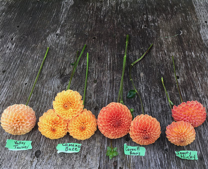 Dahlia Valley Tawney