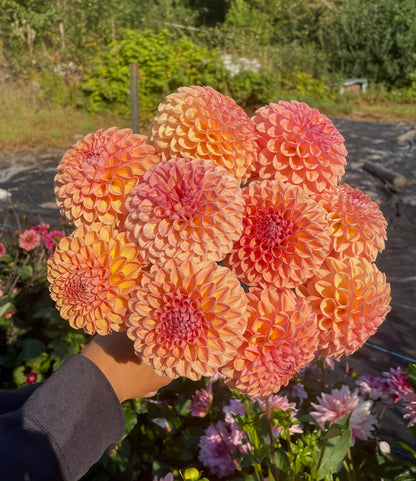 Dahlia Valley Tawney