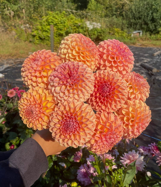 Dahlia Valley Tawney